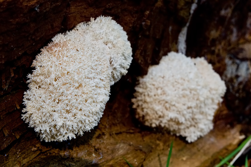 Hericium coralloides